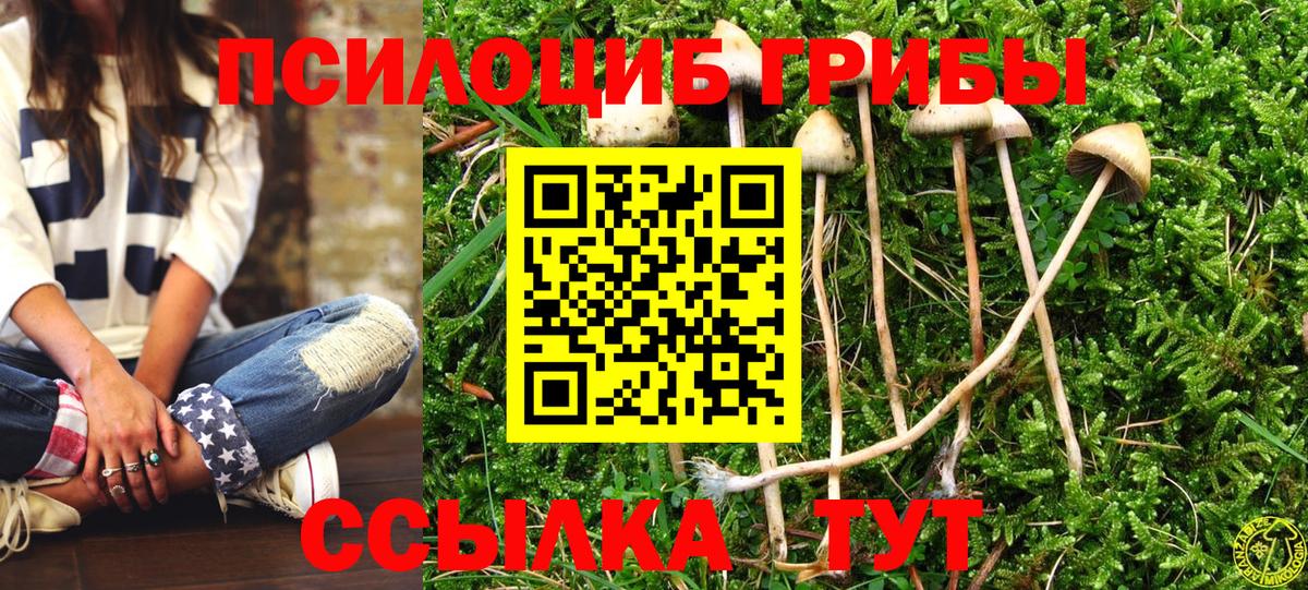 Псилоцибиновые грибы Psilocybe Азов